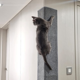 RESPET 貓咪垂直地毯爬壁柱型貓抓板, 灰色, 1個