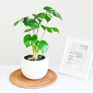 Garden in the City 龜背芋盆栽, 混色, 1個