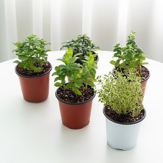 코코도르팜 허브 포트 소형 5종 애플민트+스피아민트+페퍼민트+골든레몬타임+오데코롱민트 세트, 혼합색상, 1세트