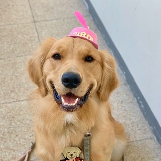 반려동물 귀요미 프로펠러 모자, 핑크, 1개