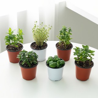 코코도르팜 허브 포트 소형 6종 애플민트+스피아민트+페퍼민트+골든레몬타임+오데코롱민트+바질 세트, 혼합색상, 1세트