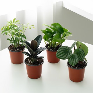 코코도르팜 생화 공기정화 식물A 포트 소 4종 세트, 혼합색상, 1세트