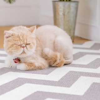 Nice u 毛樂趣 寵物地墊 SOLO系列 6mm厚 韓國製造, 現代簡約, 1個
