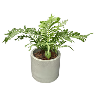 大圓柱水泥盆, 奶茶色, 1個