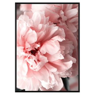 花開富貴 牡丹II, 40 x 30cm, 黑色