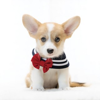 ZAZAZOO 經典水手領巾 + 蝴蝶結, 深藍色, 1組