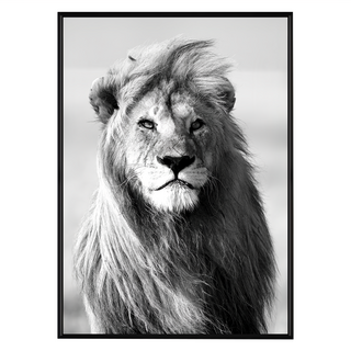 凝視 雄獅 黑白藝術畫, 黑色