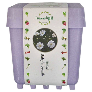 iPlant 小農場 積木農場盆栽 滿天星 Baby's breath, 12 x 12 x 13.5cm