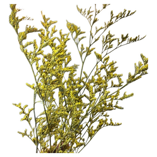 情人草 黃色(120g) 1入