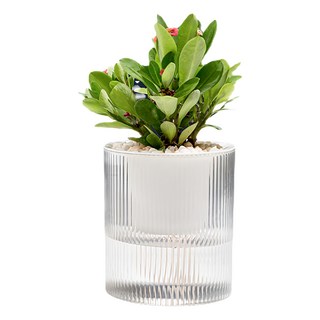 懶人園藝植物吸水花盆, 透明色, 1個