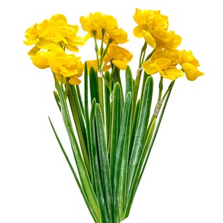 FLORAL M 仿真花 法式野餐田園迷你檸黃水仙花材, 黃色, 1個