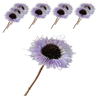 乾燥花 非洲菊(扶郎花), 紫色