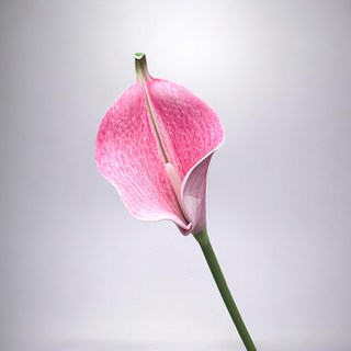 FLORAL M 氣質仙女粉色海芋仿真花花材 5個, 1件, 粉色