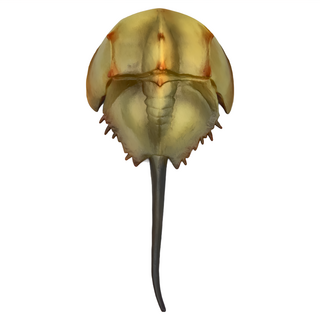 COLLECTA 史前動物系列 仿真模型 馬蹄蟹 Set, 1個