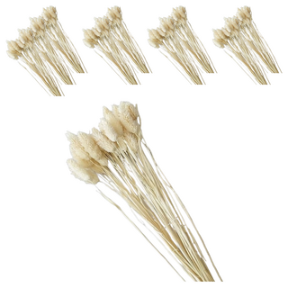 進口乾燥天然加利寶石草 花苞約4cm-6cm不等 總長約40cm 適合插花、花束、花圈, 白色