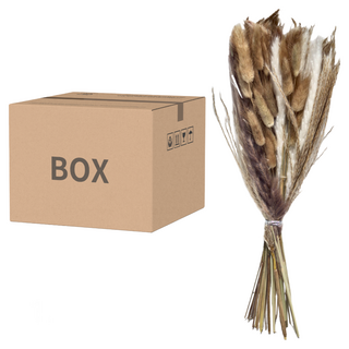 簡約素胚花瓶附紙箱 乾燥花 型號CH-008 原色兔尾草25枝 原色軟毛拂塵9枝 白色小蘆葦7枝 原色小蘆葦8枝, 總長45cm, 彩色