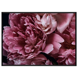 菠蘿選畫所 暗調宏觀牡丹 BFFB3462B 40 x 30cm 框畫, 黑色