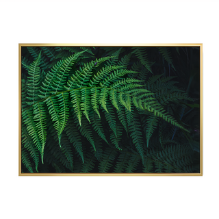 仲夏的交響曲II, 金色