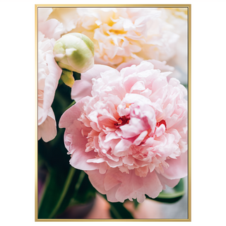菠蘿選畫所 粉與白 牡丹I BFFB3467G (40 x 30cm) 畫框 居家裝飾 掛畫, 金色