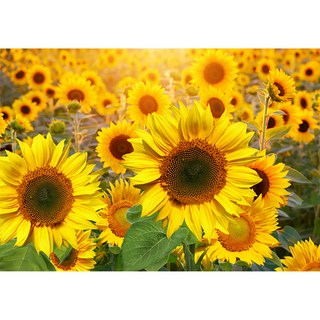 In-Picture 向日葵海報 韓國製造, 無框