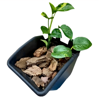 小美紀 松樹皮 大 - 蘭花專用 促進根系發展, 40L, 1盒