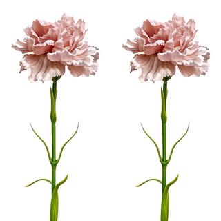 FLORAL M 人造花 手感保濕康乃馨裸奶茶仿真花材 2朵, 裸色, 1件