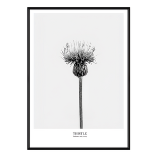 堅忍 薊草 金色, 42 x 59.4cm