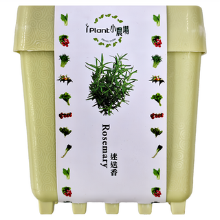 iPlant 小農場 積木農場盆栽, 迷迭香, 12 x 12 x 13.5cm