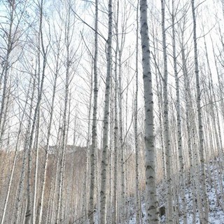 [강원] 16,17,22出★동화속 북유럽~인제 원대리자작나무숲, 속초중앙시장, 양양 낙산사 당일여행
