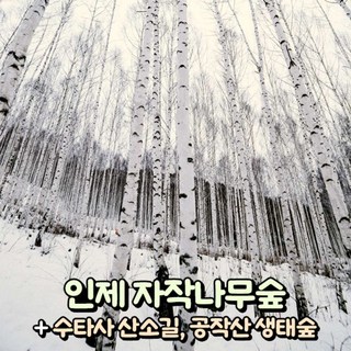 [강원] 인제 원대리 자작나무숲+홍천 수타사(산소길) 당일여행 / 트레킹 / 서울경기出