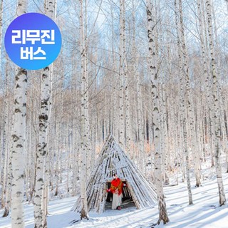 [강원] [리무진] 순백의 겨울 낭만, 인제자작나무숲+속초 영랑호수윗길+속초시장 당일 여행
