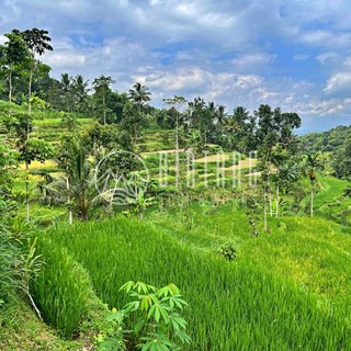[롬복] [빈땅투어] 걸어서 오지 속으로! 롬복의 숨겨진 보물 떼떼바투 데이 투어