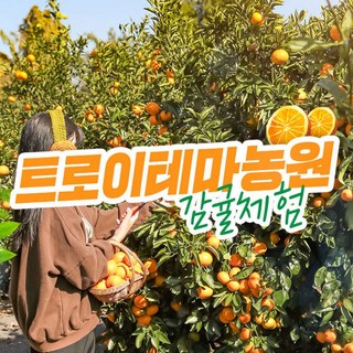 [제주] 트로이테마농원 감귤체험 (1kg / 3kg 수령)