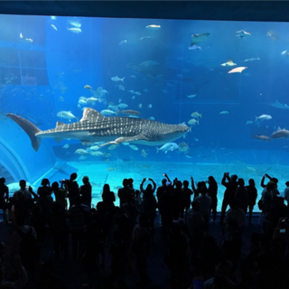 [오키나와] #모두투어 [스마트 힐링]오키나와 3일 (사잔비치 리조트급2박+아메리칸빌리지+3대특식) #진에어 #JOP602LJC3