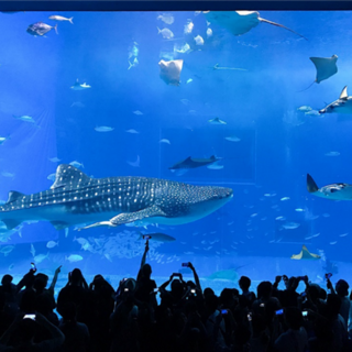 [오키나와] #모두투어 ★출발확정★[힐튼호텔2박][MODE DAY] 오키나와 패키지 3일 #진에어 #BJP663LJ3T