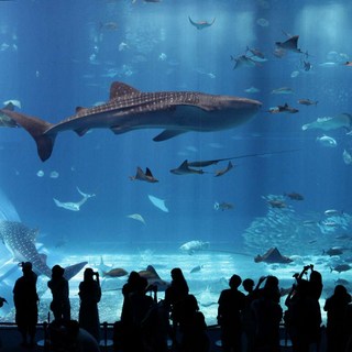 [오키나와] [하나투어]인천출발 제주항공 오키나와 4일 #JWP1417CL #스테디셀러 #1일자유 #나하시내숙박 #르와지르 #온천리조트 #츄라우미수족관 #스테이크 #하나투어 #패키지