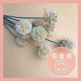 風車果松蟲果乾燥花擺飾：多色可選，台灣現貨速發，花藝素材首選, 1個, 淺粉,【零售】２支裝