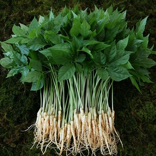 장성 약용 새싹삼 특허재배, 1개, 한잎미니x110뿌리