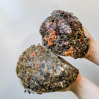 제철 바위굴 1kg, 1개