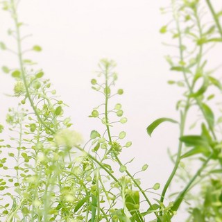 냉이초 그린소재꽃 생화배송 농장직송 온라인꽃집, 냉이초 한다발, 1개