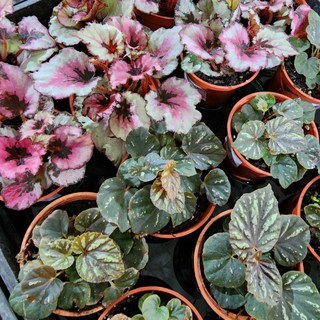 P老闆園藝 海棠 3吋盆, 1個