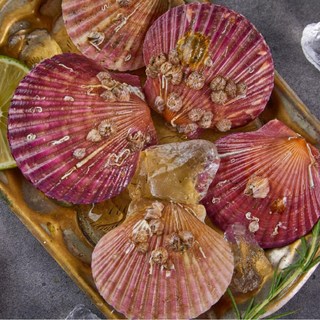 국내산 홍가리비 24미 내외 1kg, 1개