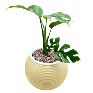 姬龜背竹 4吋燈籠免澆水盆栽, 白色, 1個