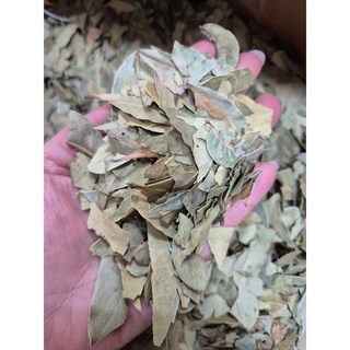 월계수잎 가정용 파지 [원산지:터키], 1개, 8kg