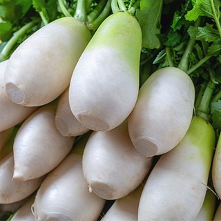 제철 세척완료 제주 월동무 달큰한 햇무, 1박스, 5kg 3-5개