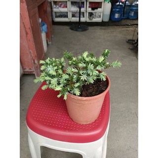 霏霏園藝 白鵬杜松, 1個