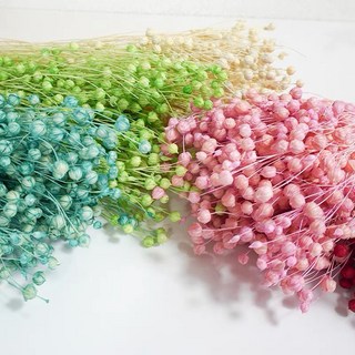 現貨 富貴豆乾燥花 相思豆 胡麻豆 小星果 不凋花 浮游花 拍照道具 花材 乾燥花束 永生花, 金色,小份(如圖二)