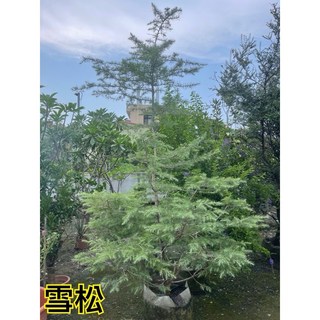 霏霏園藝 雪松老樹 (樹齡10年以上), 8-9年雪松16000元
