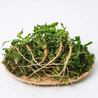 하나의팜 국내산 햇 냉이, 1박스, 4kg