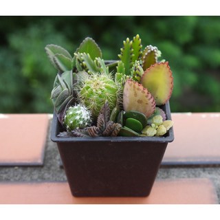 花樣渼栽盆栽生活館 多肉植物驚喜包 (3寸) 多種植物隨機搭配 室內外/陽台盆栽, 1個, 驚喜包-95元組(方形黑盆)